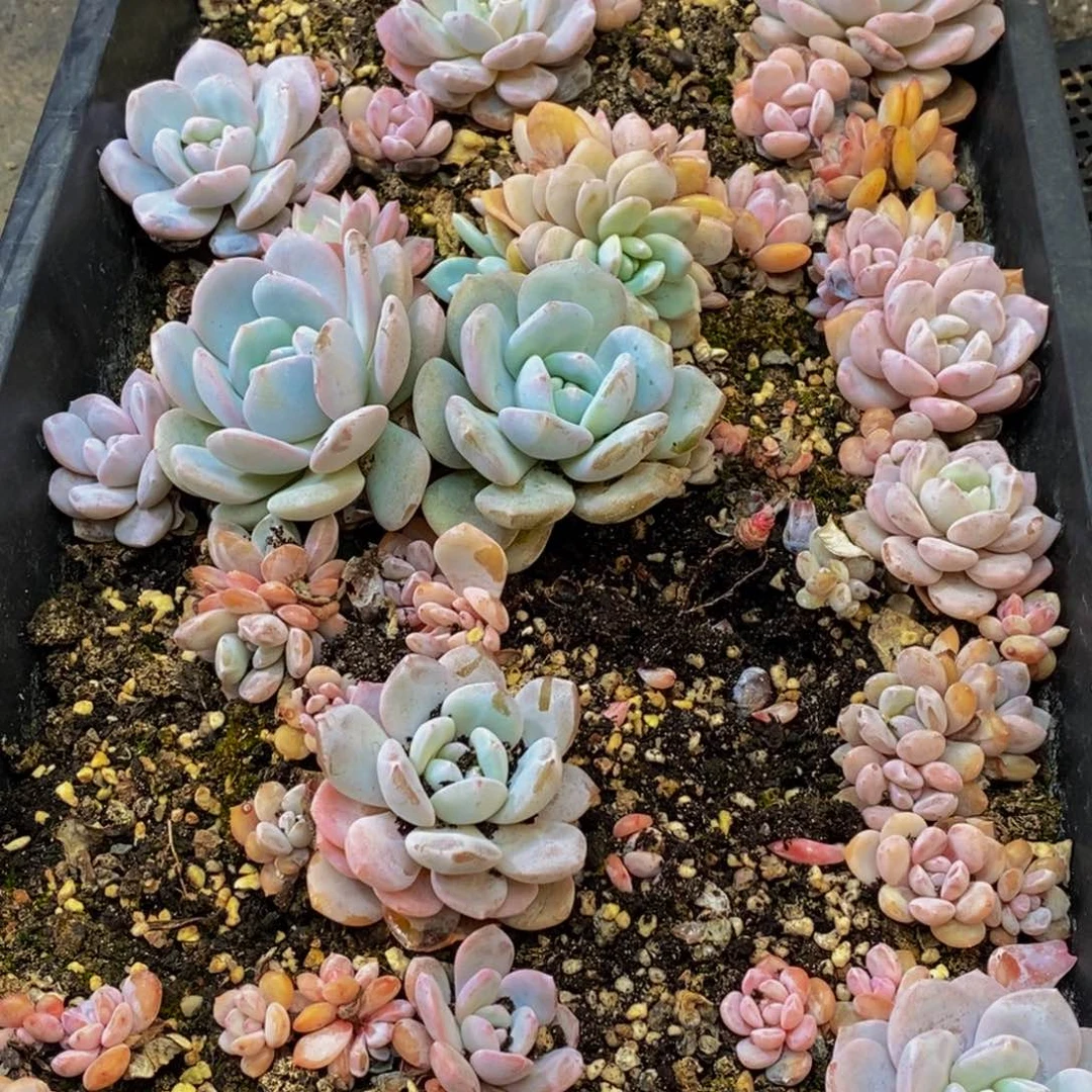 235的人最无情的是