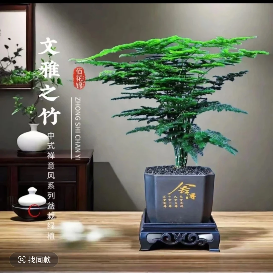 文竹盆栽室内外通用四季常青好养护办公室客厅绿植花卉
