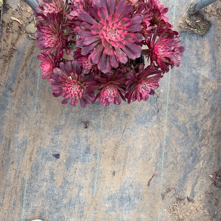 87红铜壶白多肉多肉