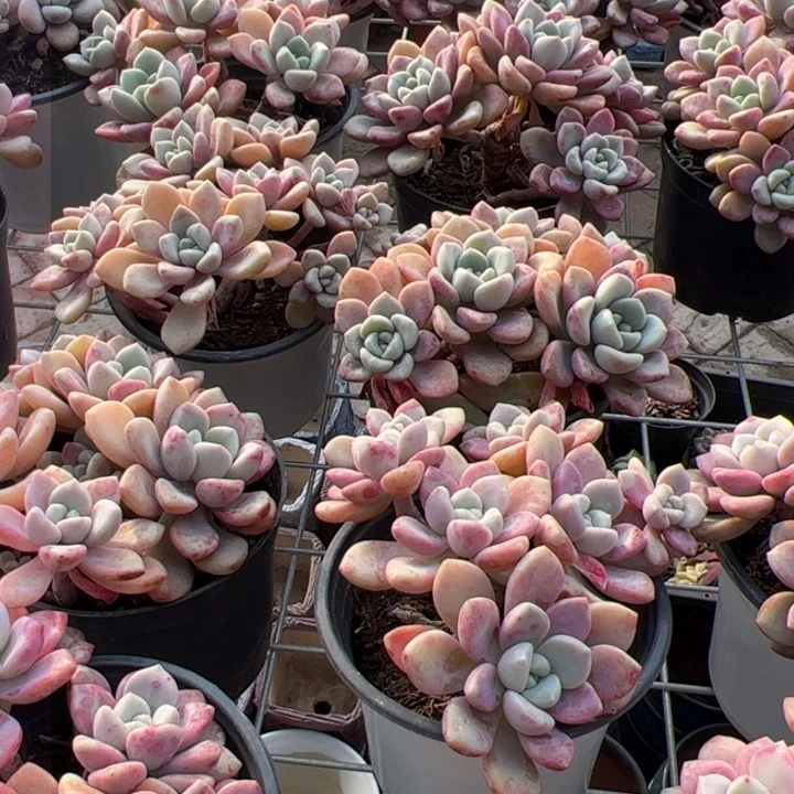 新疆包邮 花斑露