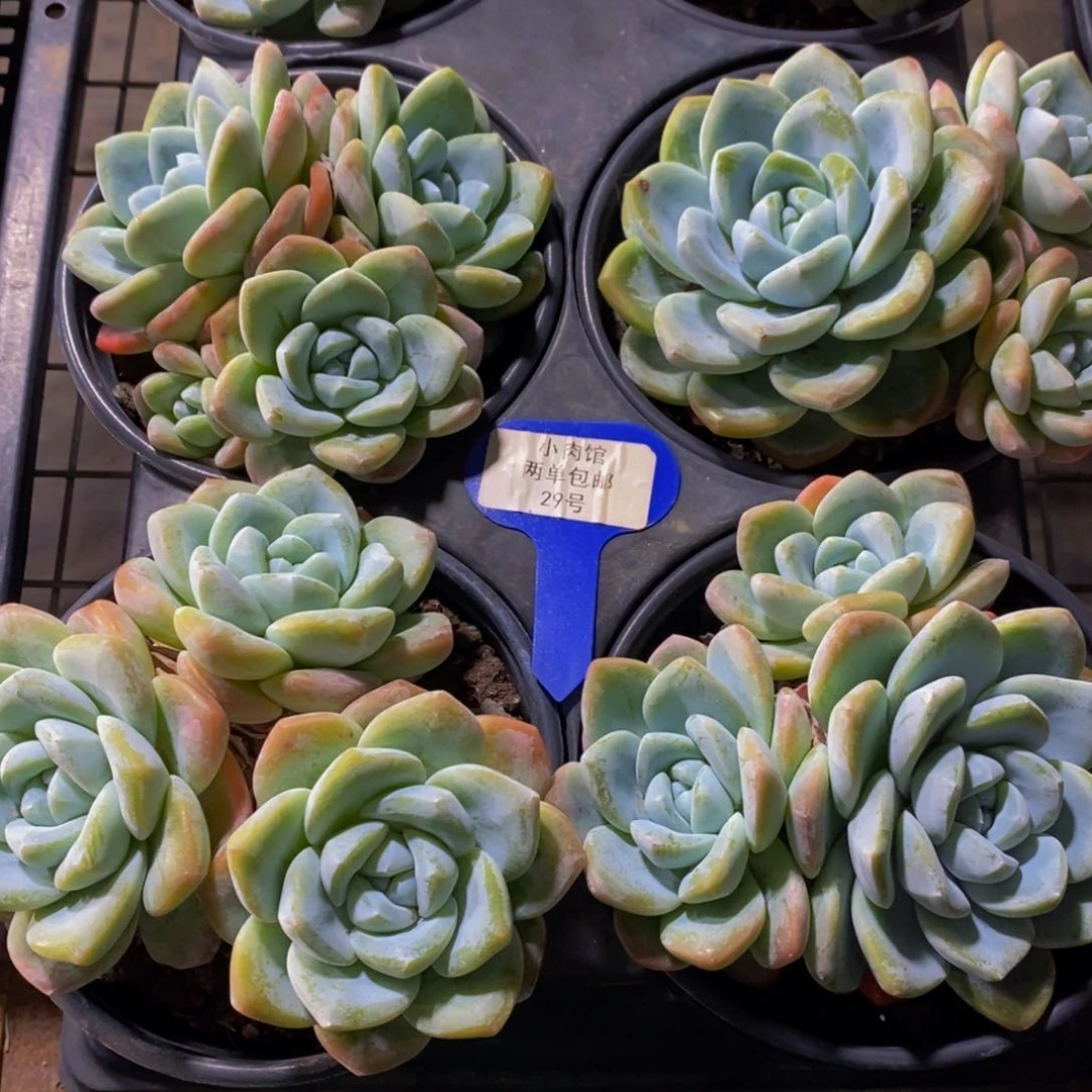 29-精品奶油大冰玉群一个