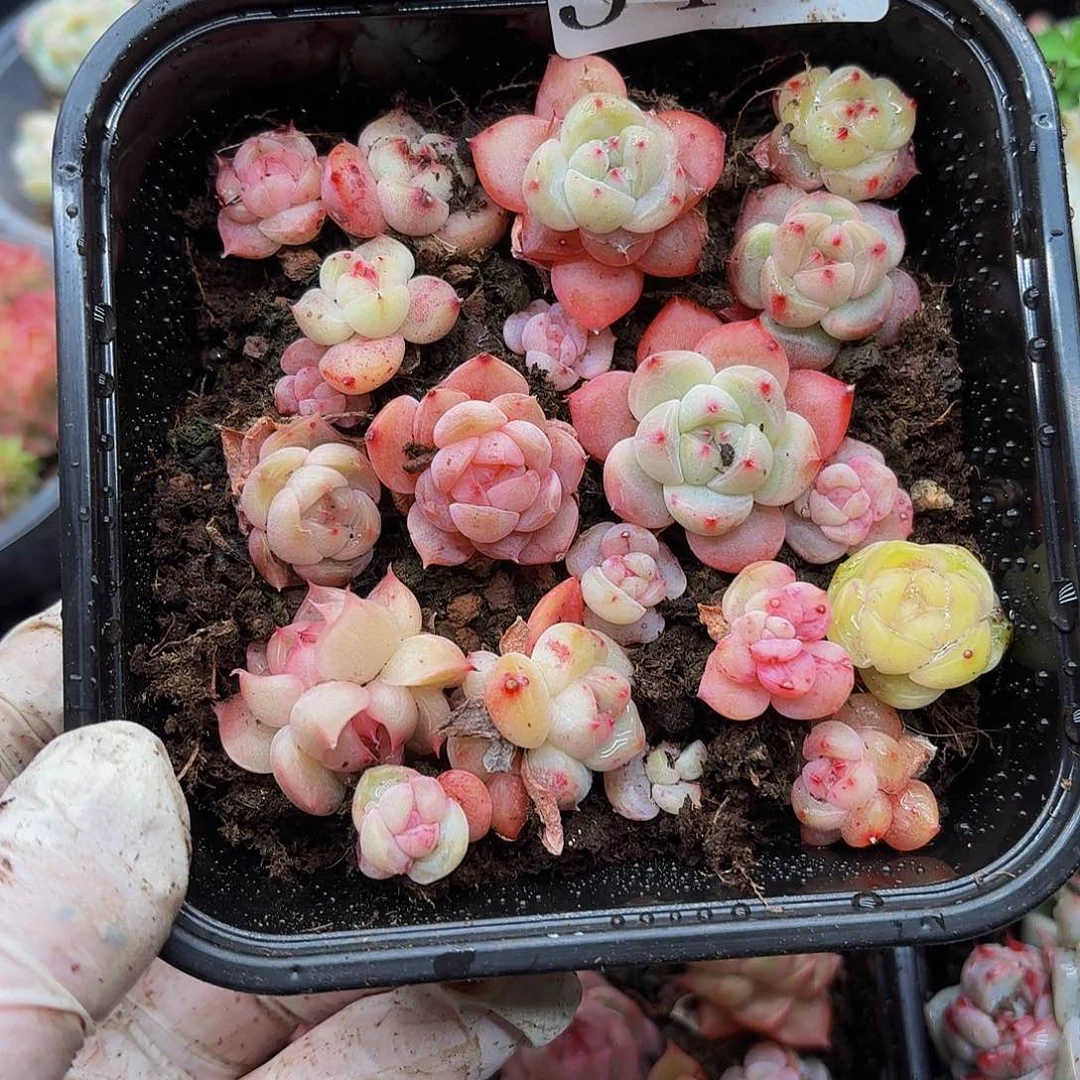 天多肉植物多肉植物344