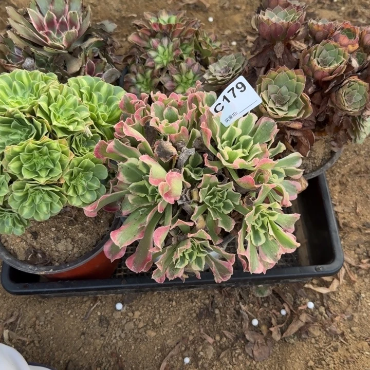 179 清棚处理不包断枝