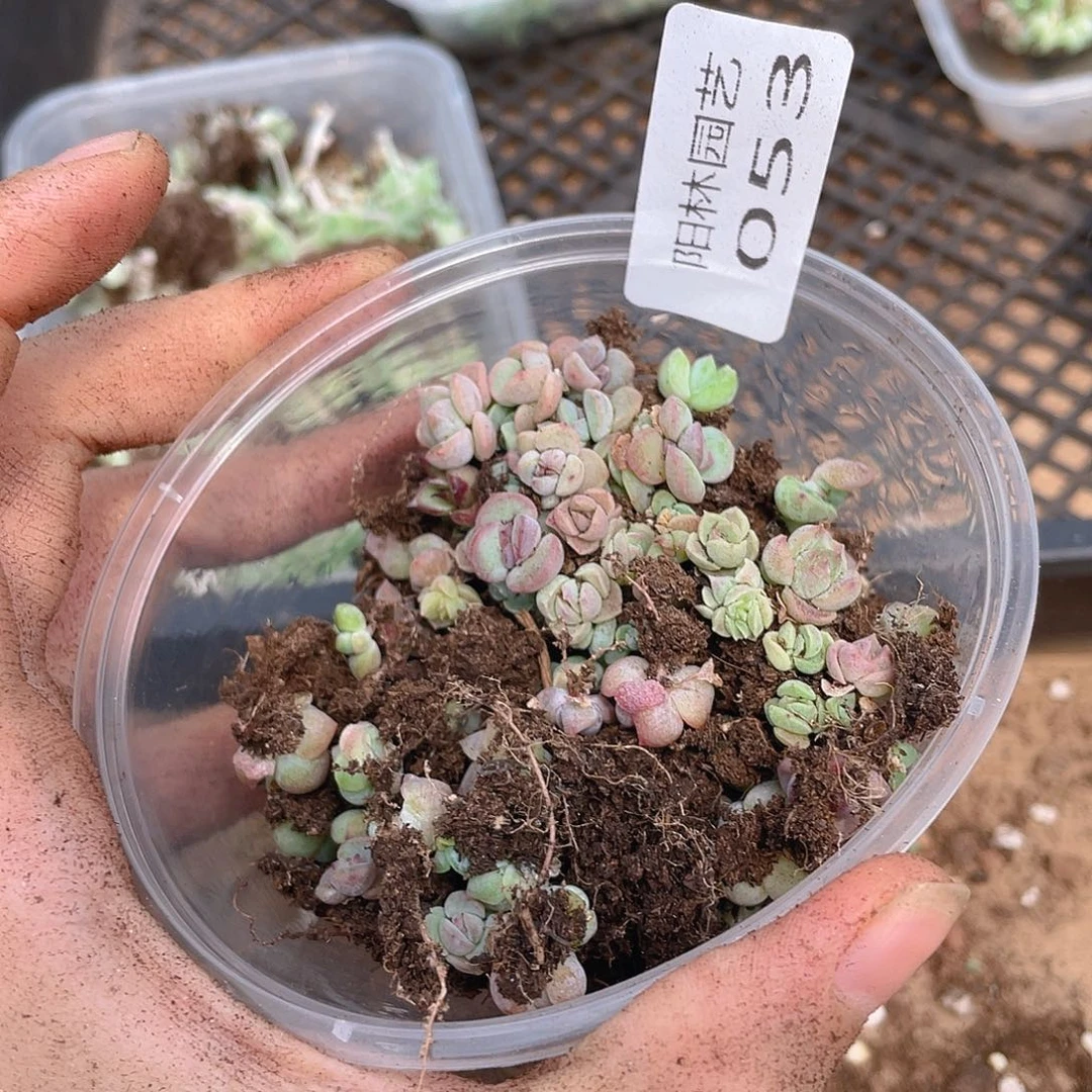 多肉植物多肉植物53