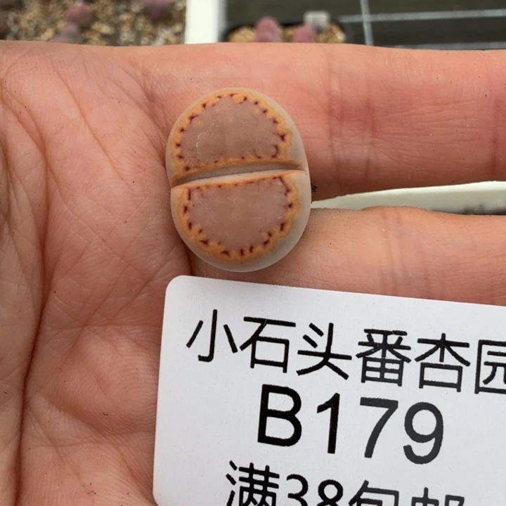 萌****专拍 饼干一颗 脱土发