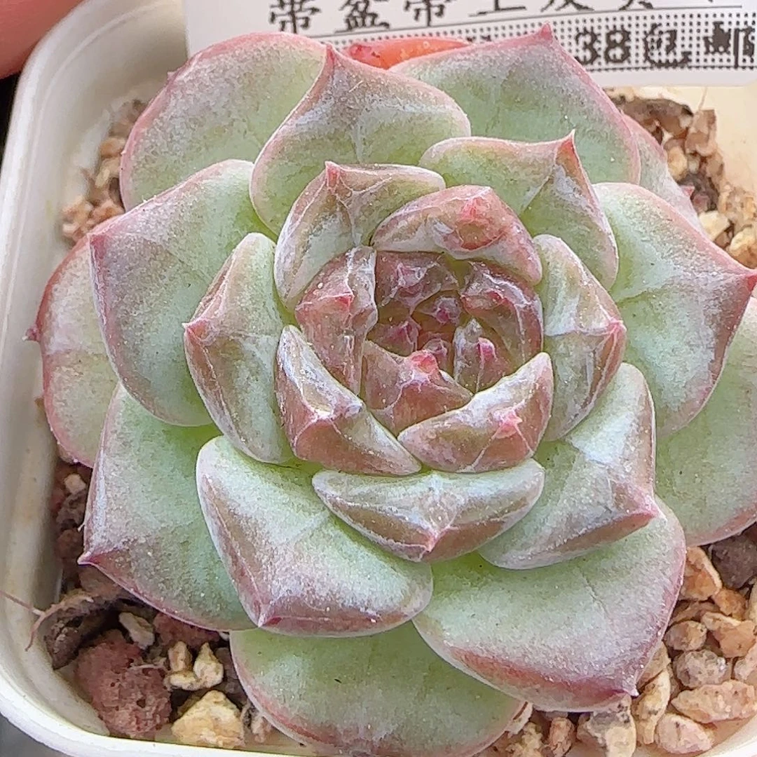多肉A0A0--271冰魄