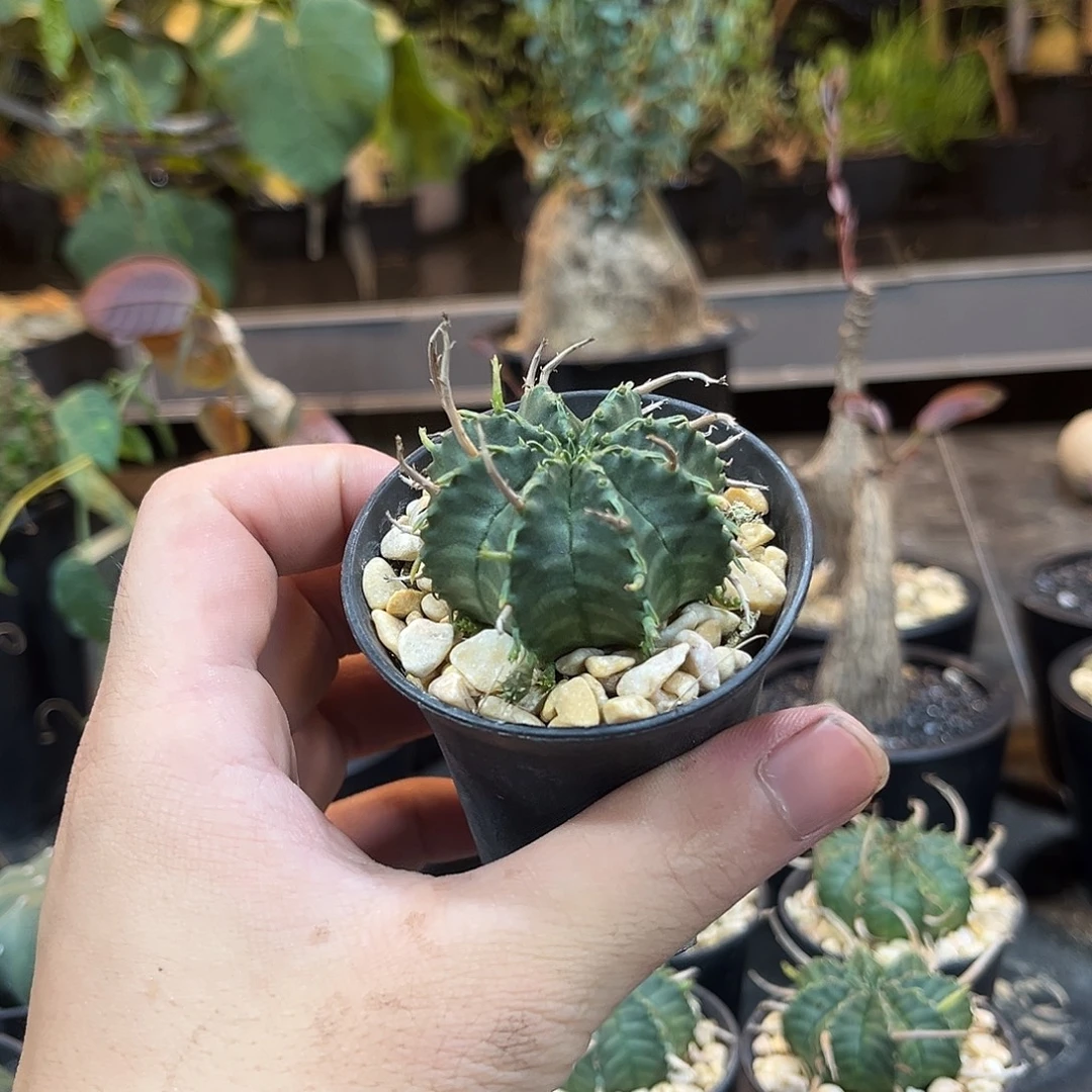 法丽达2566999669999