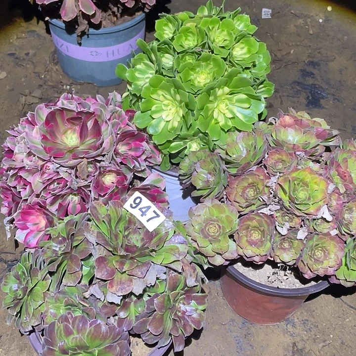 无*多肉植物断枝不包947法师4颗