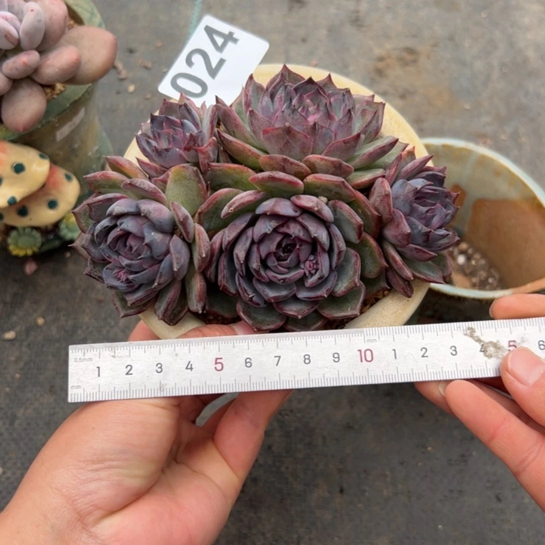 友****子024 多肉植物组合盆栽