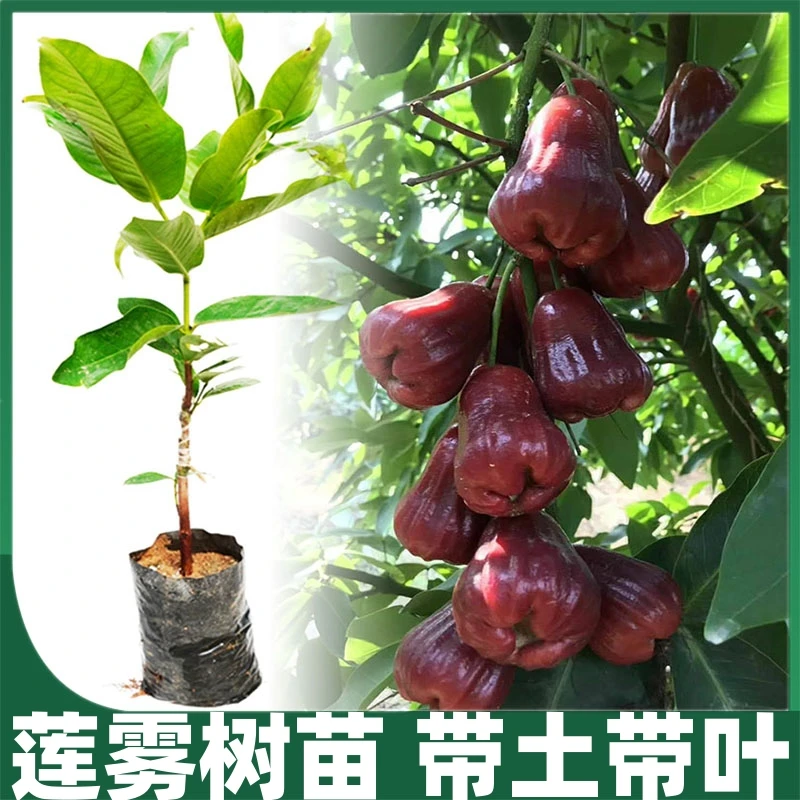 黑糖芭比莲雾树苗大叶红黑金刚莲雾苗嫁接树苗庭院地栽盆栽果树苗