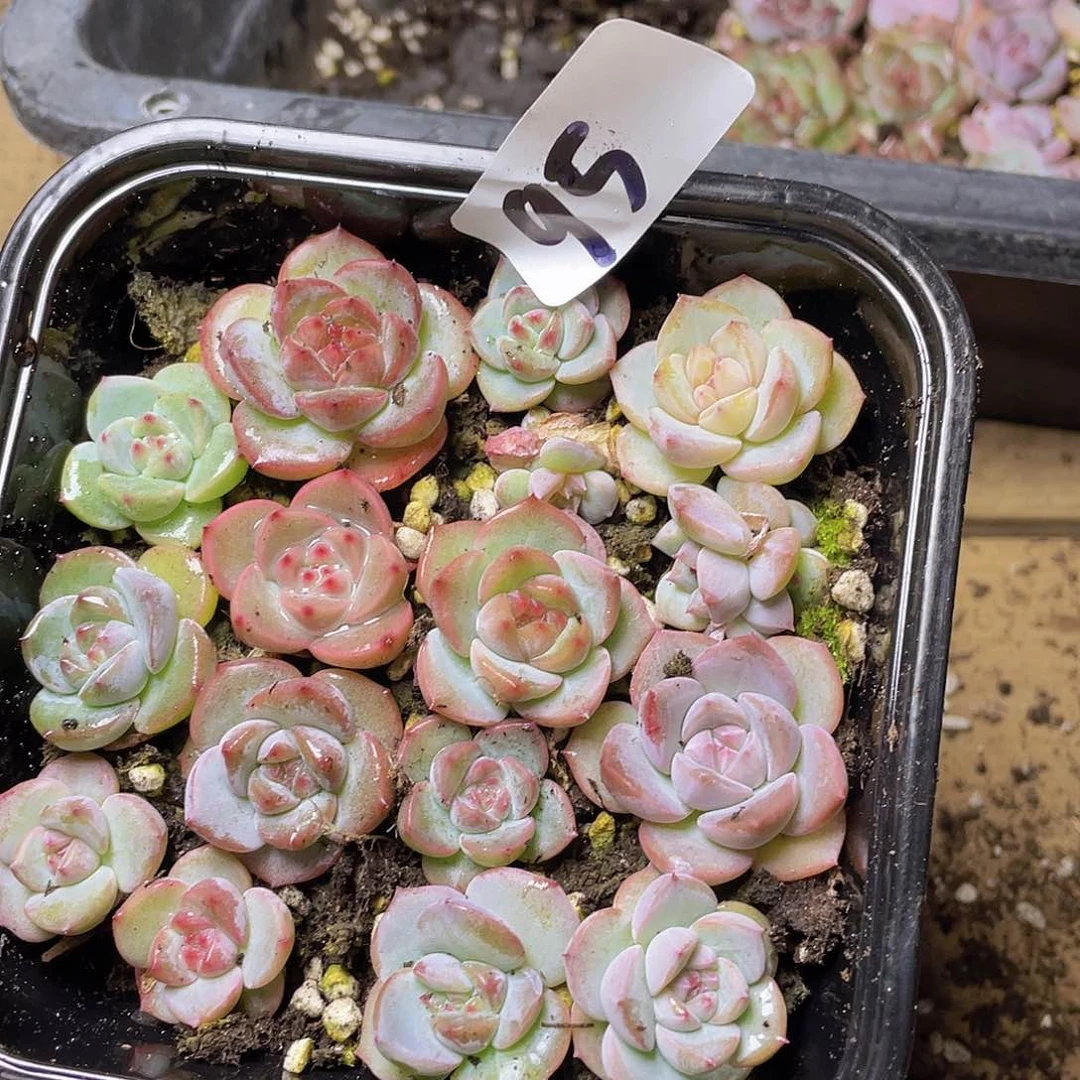 多肉植物多肉植物25