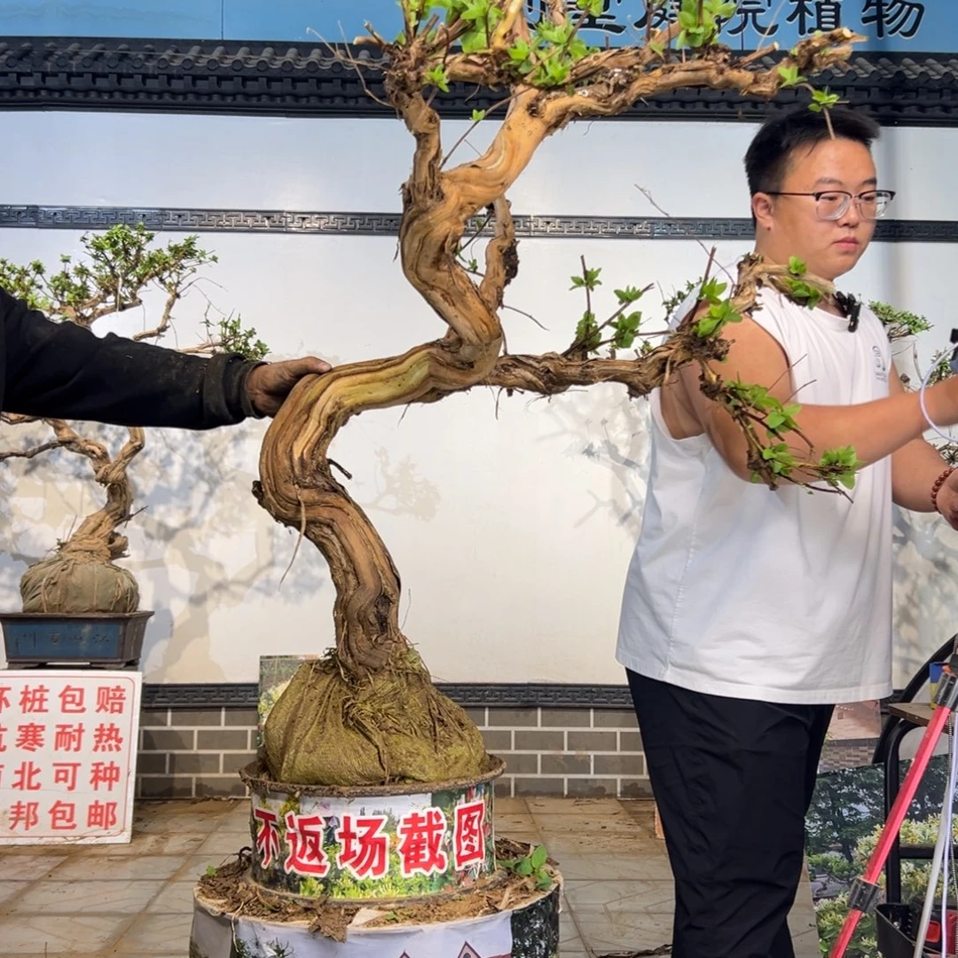 完全开放金银花88888888858