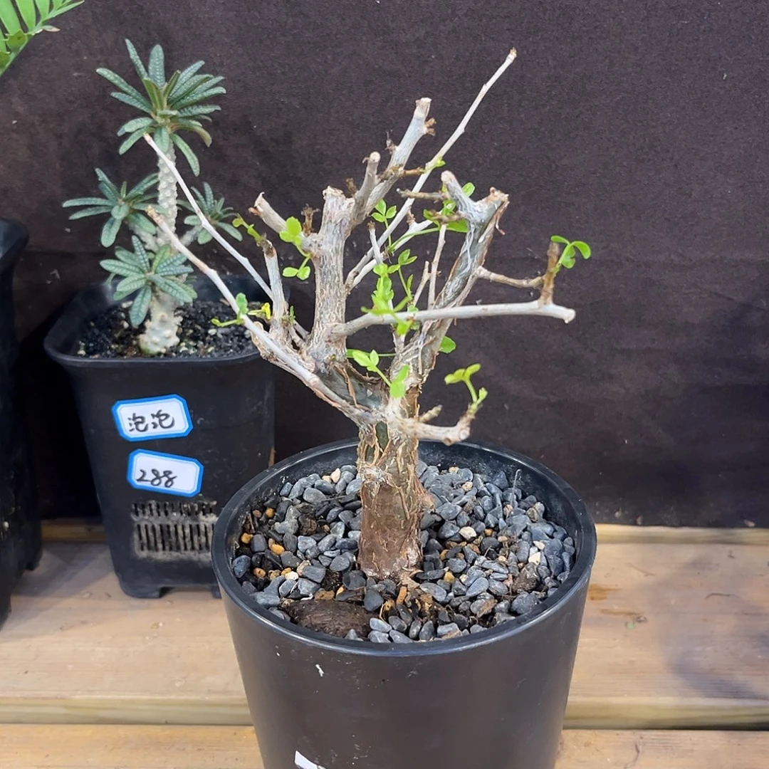 汤圆植物芳香橄榄