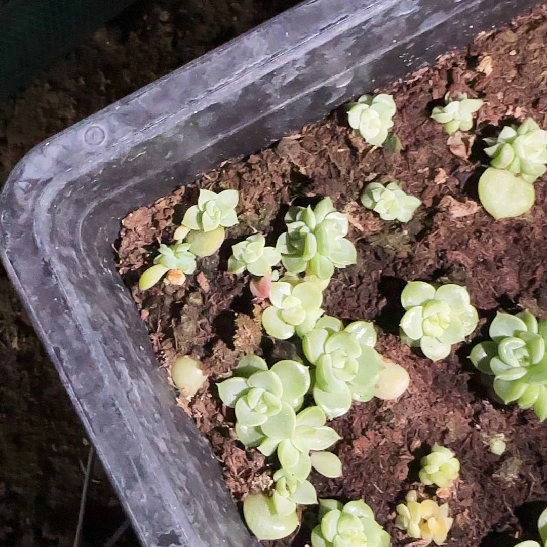 玉玲珑芝麻一个满25包邮