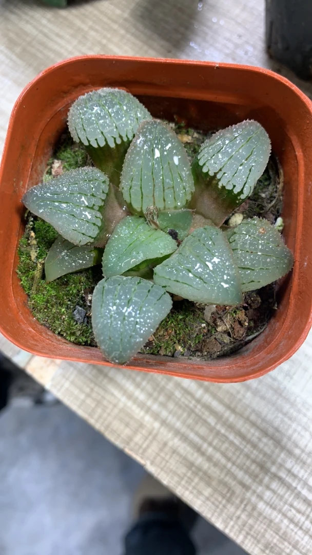 月影寿多肉植物【满16包邮】新手好养