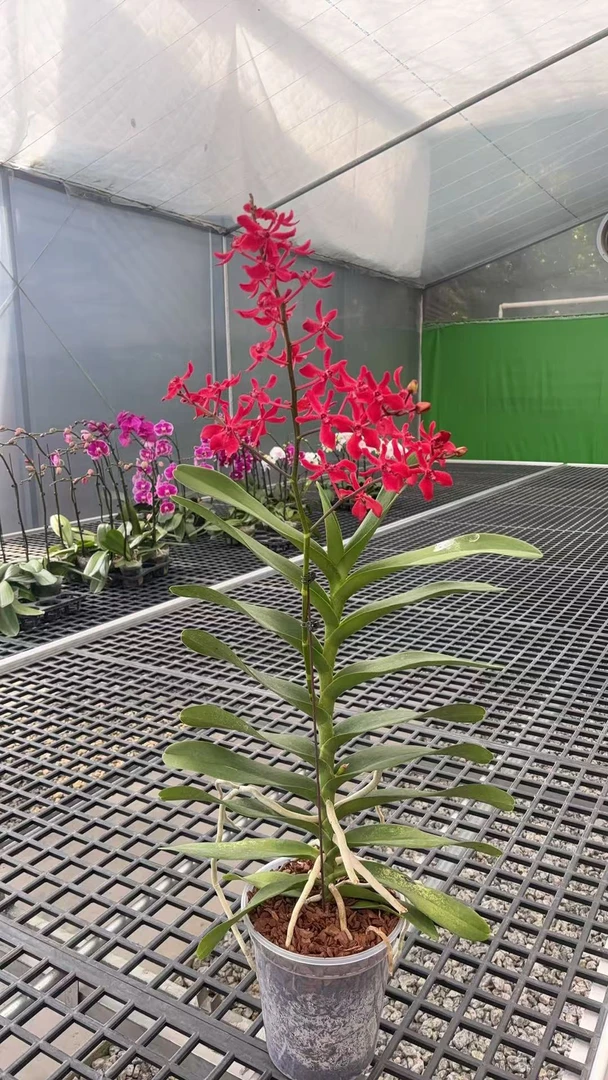【曼谷美人7寸】植株高品質蝴蝶蘭基地直发种 植施肥观赏花卉