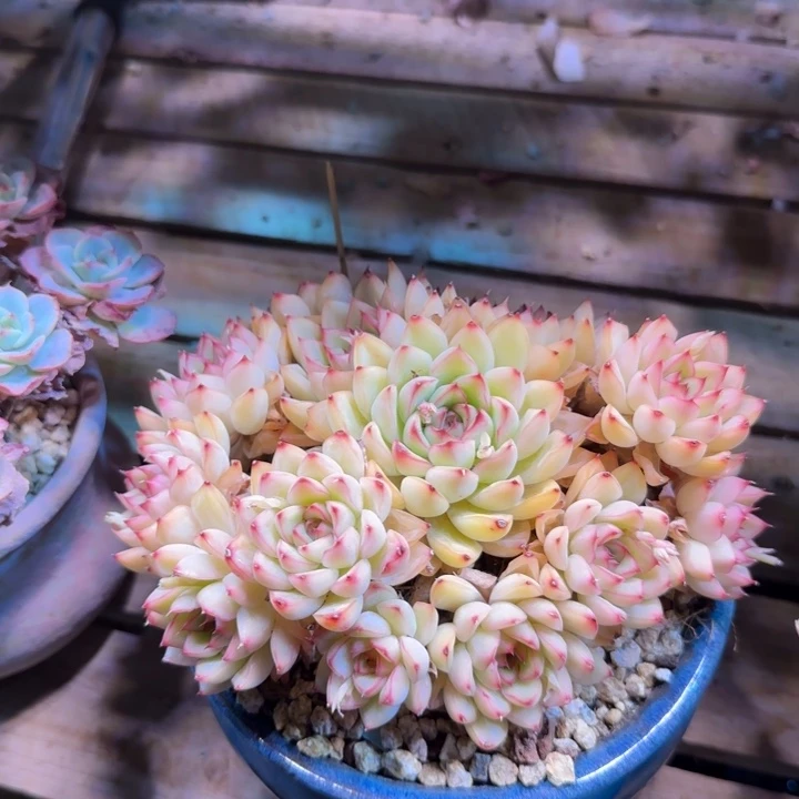 荷花多肉植物deganjinjin