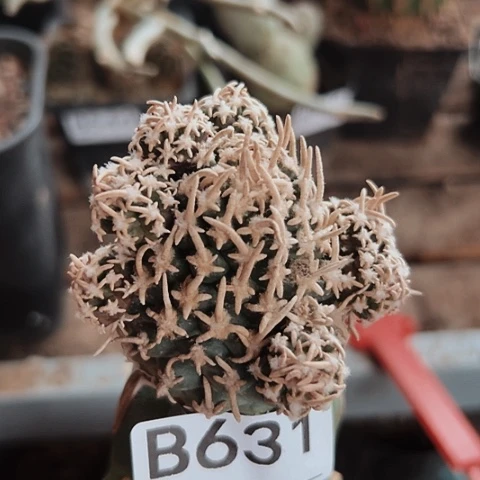 631飞鸟仙人球仙人球