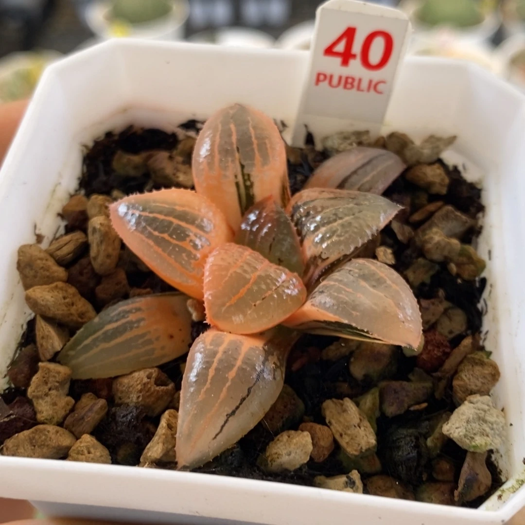 40号亲指姬锦多肉植物