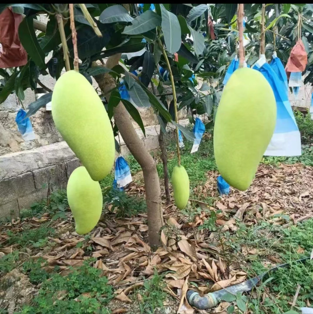 当季新鲜西双版纳特产蜜桃大青芒生熟两吃酸脆放熟香甜水果