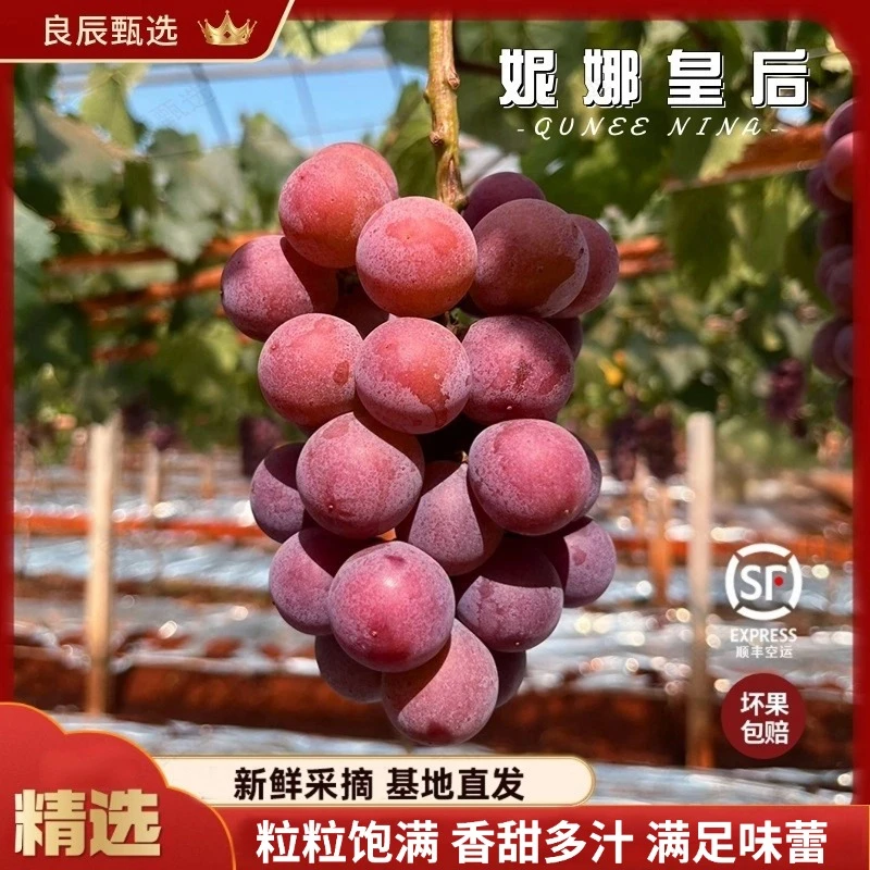 【顺丰空运】饱满云南妮娜皇后新鲜提脆高端水果礼盒空运严选葡萄