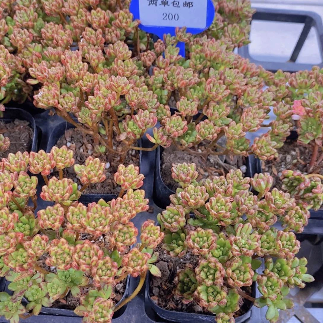 200-小人祭锦老桩群一个