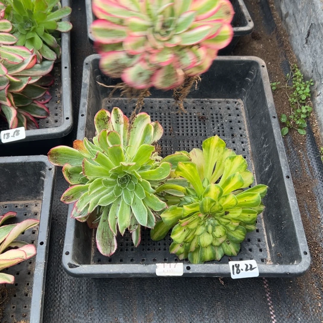 22筐多肉植物山东发