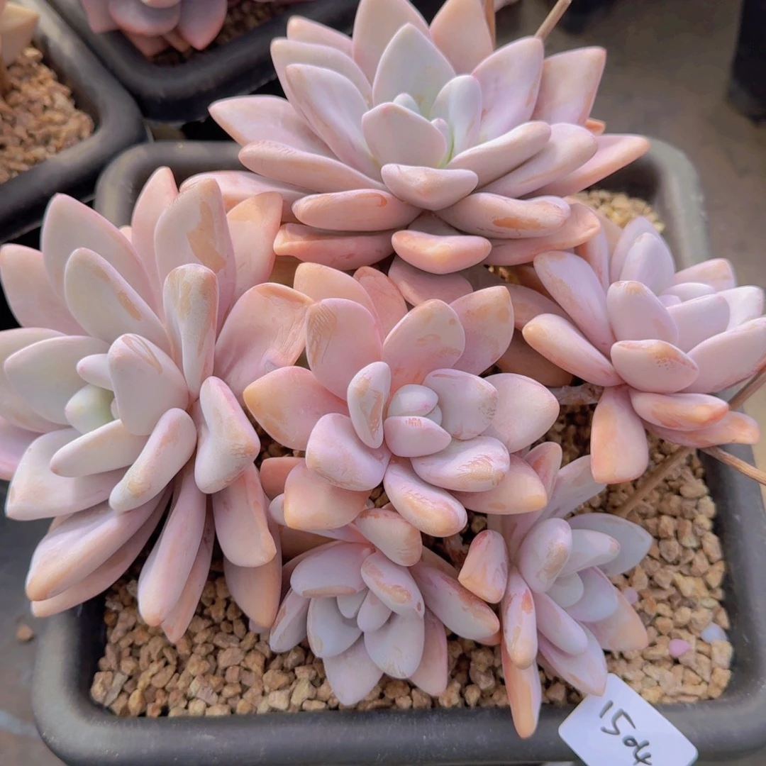 1504粉兔多肉植物