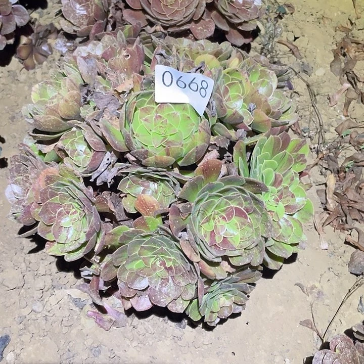 多肉植物法师668花月夜