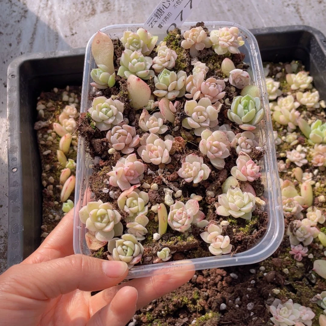 堇云糖心多肉植物077
