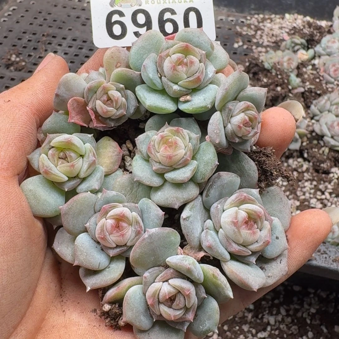 多肉植物多肉植物