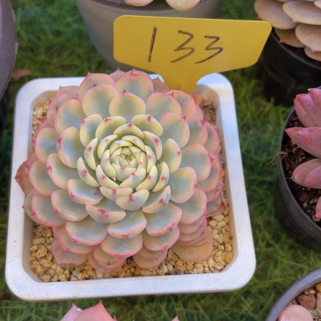 ジ***ア云南金致家精品多肉