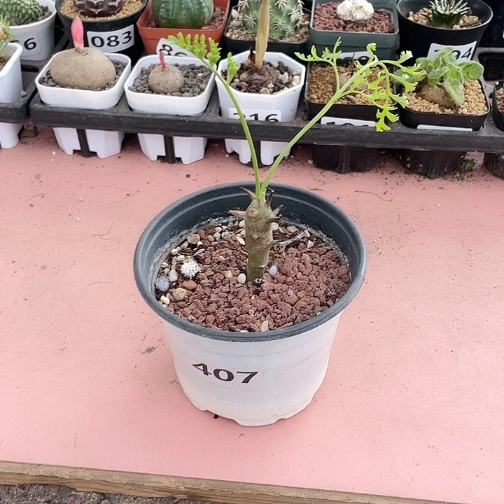 407香水杨葵块根，