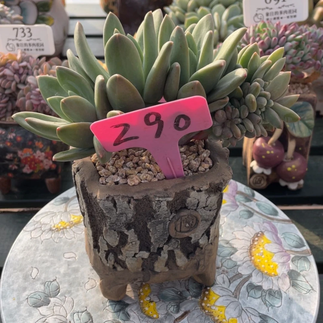 【闪购商品】c****e海洋290