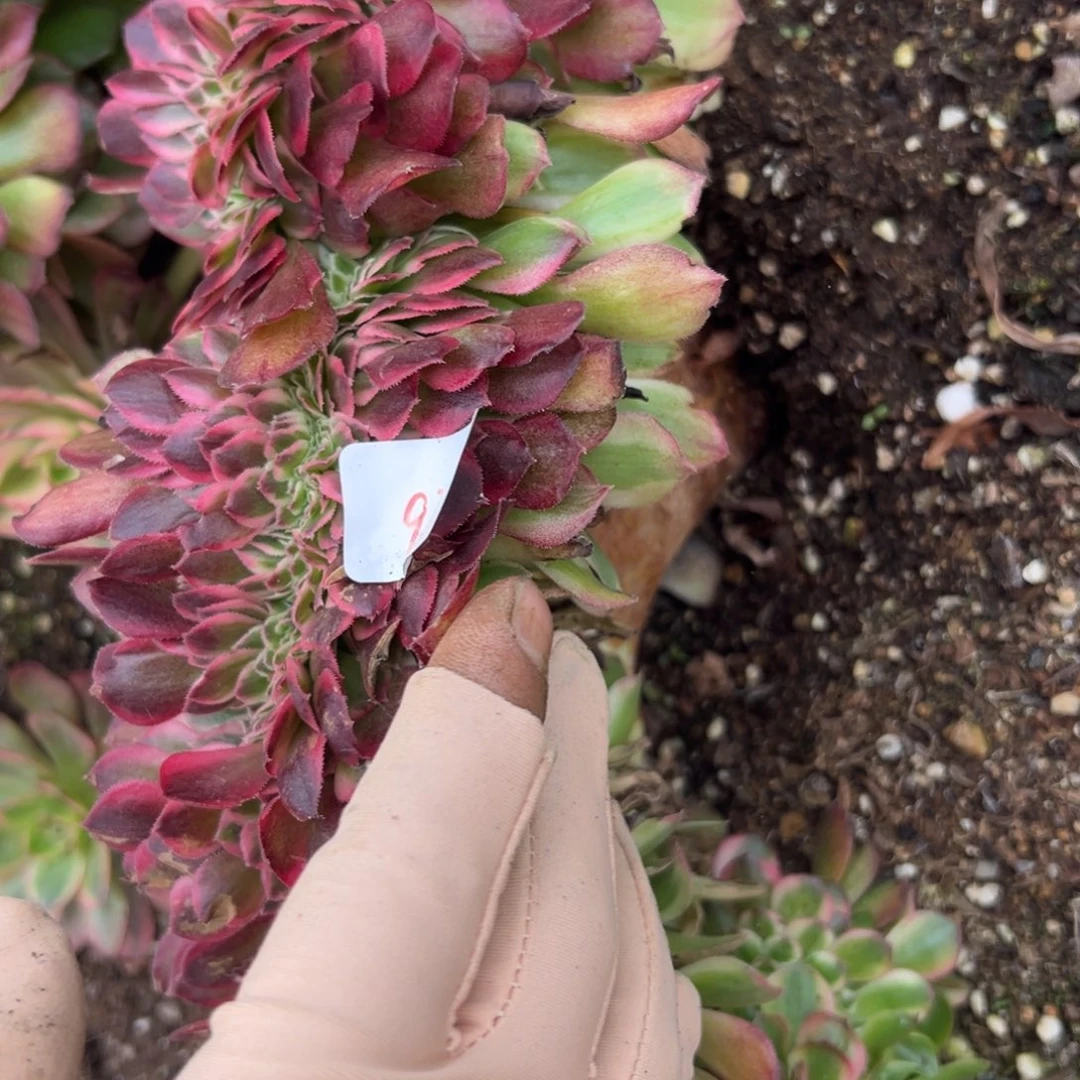 97荔枝缀多肉嘻嘻系