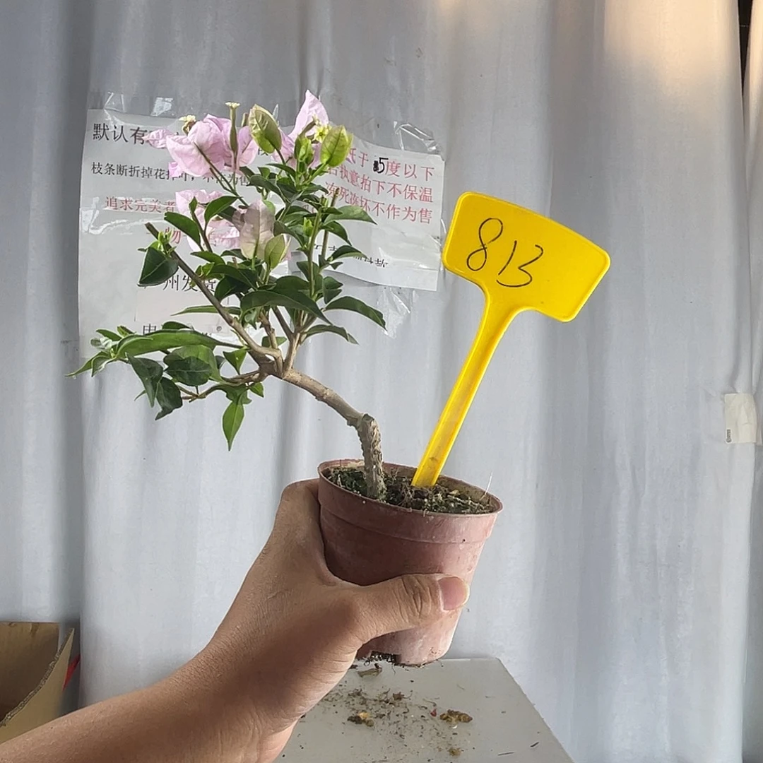 当前无花栽培后可以开花813苹果花掌中宝