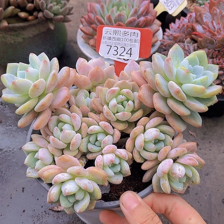 7324露凝香。