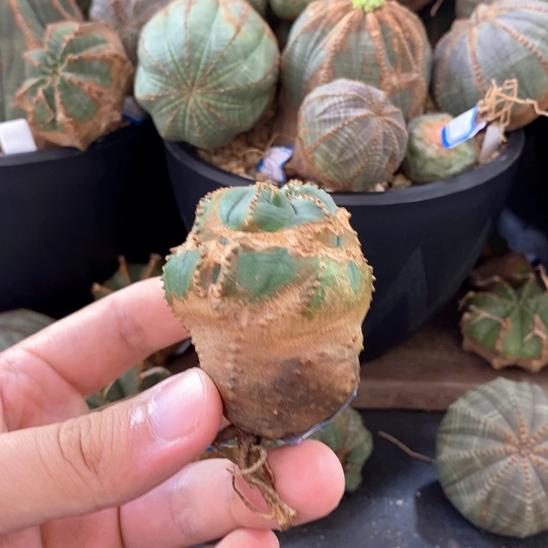 36 欧系实生布纹球多肉植物