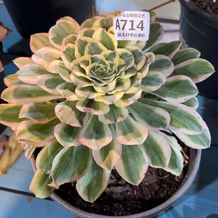 随*714迈巴赫多肉植物
