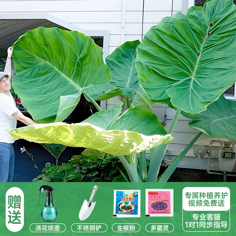 网红绿植象耳芋大野芋霸王芋盆栽室内外花卉可水土培大型观叶绿植