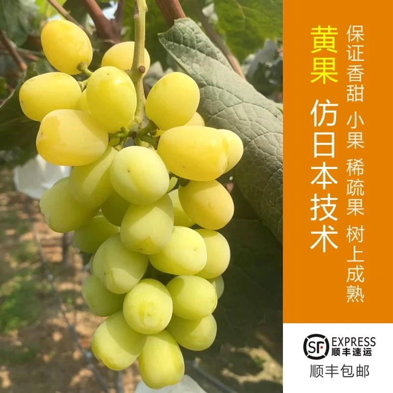 【顺丰次日达 有籽无膨大】精品阳光玫瑰晴王青提玫瑰香味有籽无膨大无公害大棚种植山东省