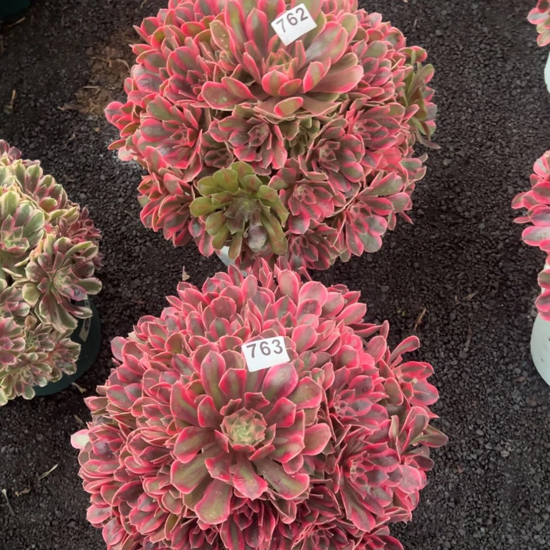 玉****我是真的很喜欢这个