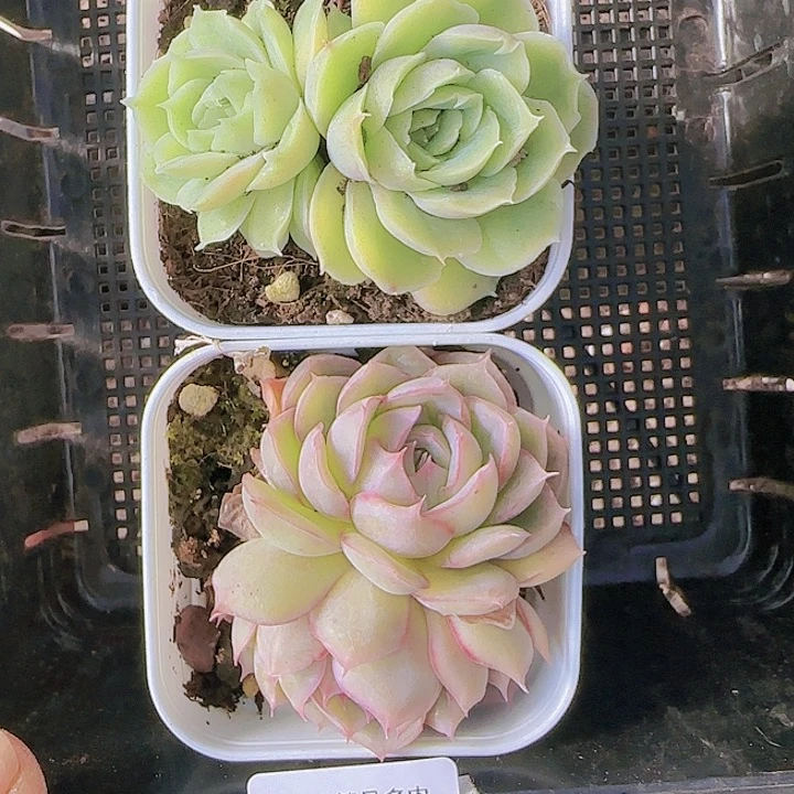 花时光精品多肉45