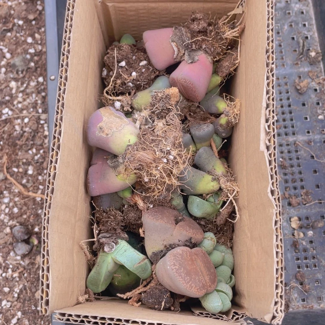 一箱母本888888888888