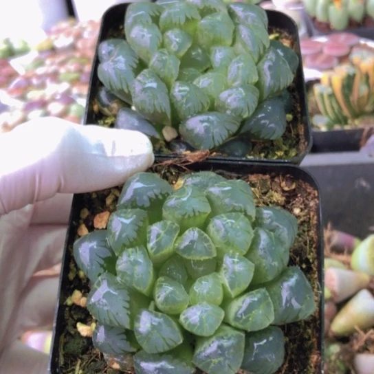 0262，两盆冰灯如图