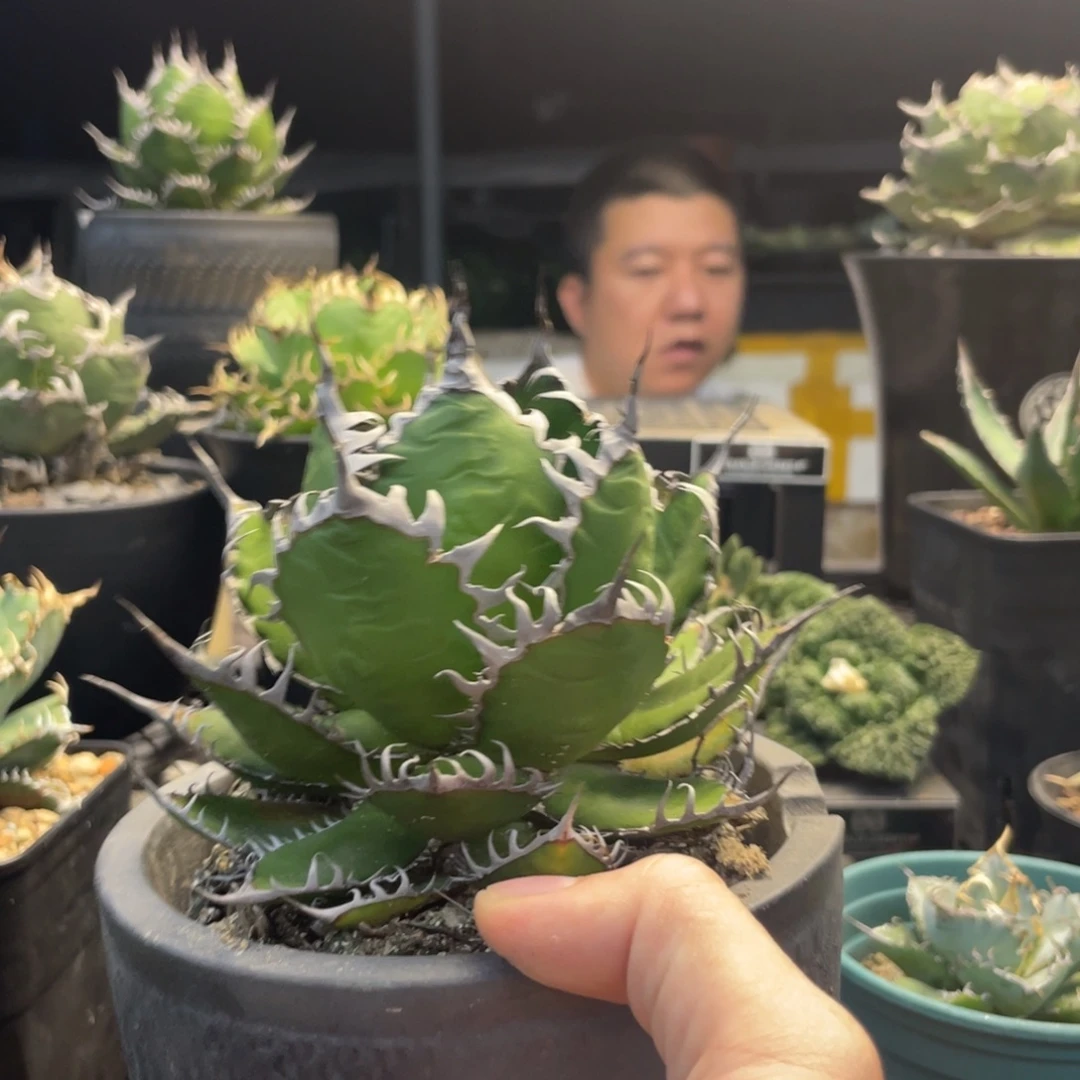 乔***我強密刺獲利達8888888888