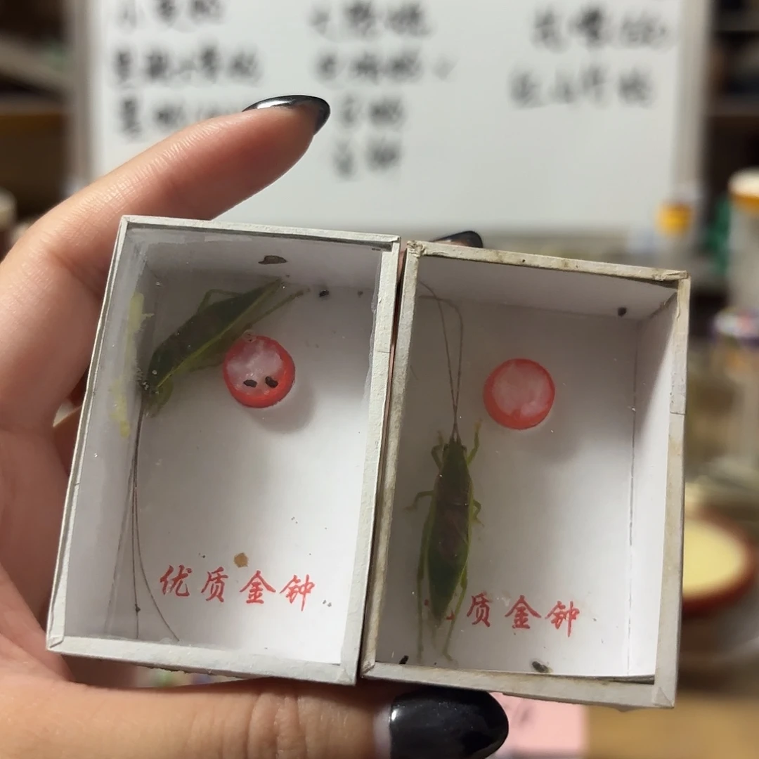两条金钟不包断须尾