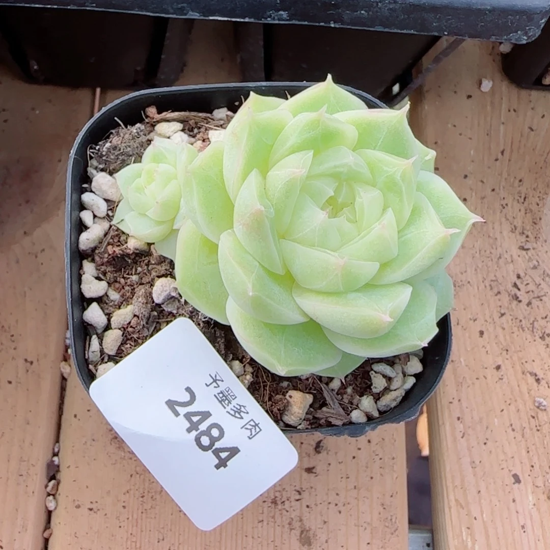 梨花白，2484多肉植物