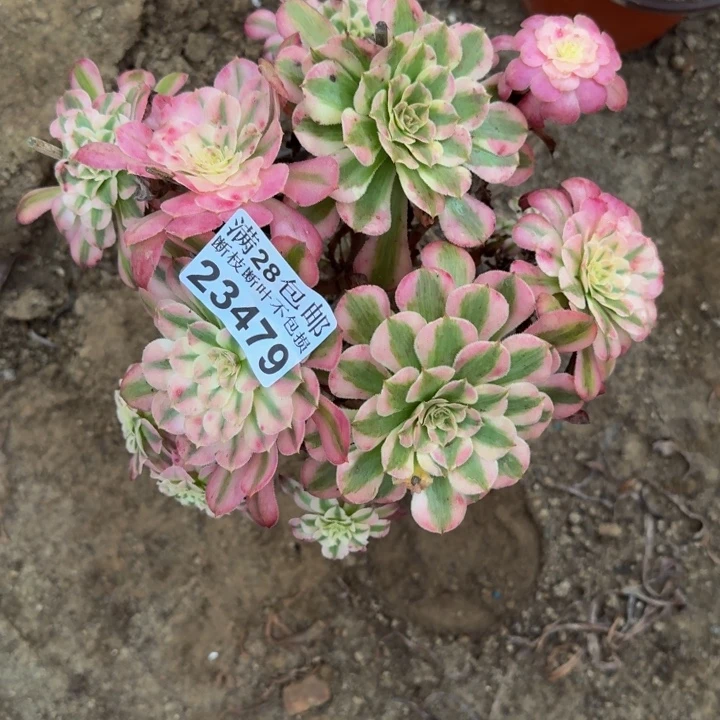 23479同白多肉植物
