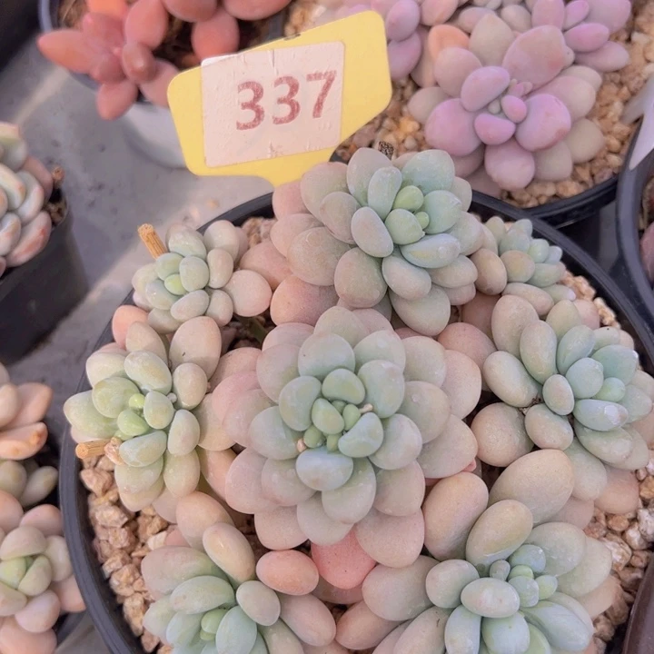 健健康康平平安安